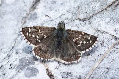 Pyrgus andromedae (-)