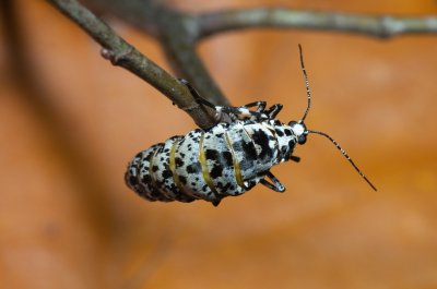 Erannis defoliaria (tmavoskvrnáč zhoubný)