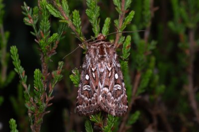 Lycophotia porphyrea (osenice pruhovaná)