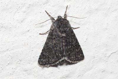 Acronicta euphorbiae (šípověnka pryšcová)
