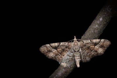 Eupithecia lanceata (píďalička smrčinová)