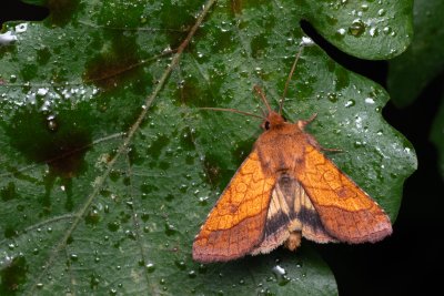 Pyrrhia umbra (černopáska kakostová)
