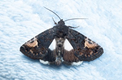 Aedia funesta (hnědopáska opletníková)