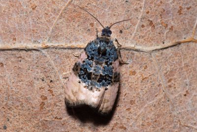 Hedya atropunctana (-)