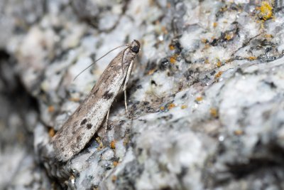 Phycitodes binaevella (-)