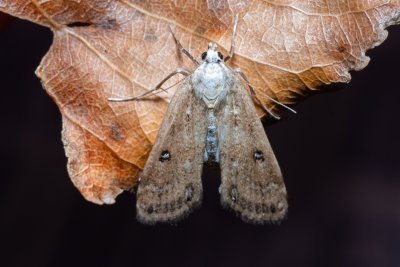 Parapoynx stratiotata (vílenka řezanová)