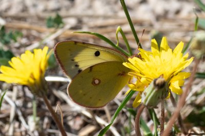 Colias crocea (žluťásek čilimníkový)