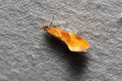 Epicallima formosella (krásněnka skořicová)