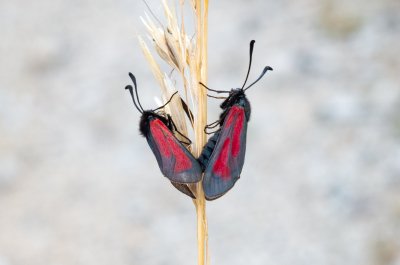 Zygaena purpuralis/minos (vřetenuška mateřídoušková/přehlížená)