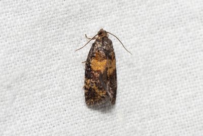 Ptycholomoides aeriferana (obaleč žlutopásný)