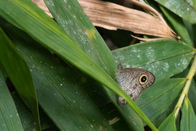 Ypthima sp.