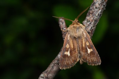 Cerapteryx graminis (můra luční)