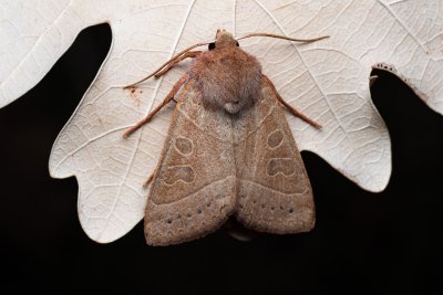 Mesogona acetosellae (osenice trnková)