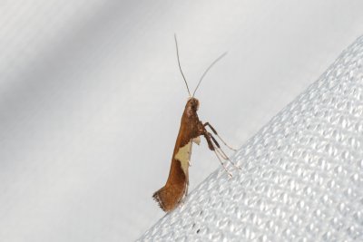 Caloptilia stigmatella (-)