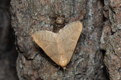 Alsophila aceraria (hedvábnice podzimní)