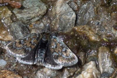 Metaxmeste phrygialis (zavíječ skalní)