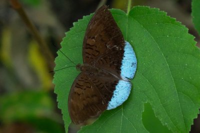 Tanaecia julii (-)