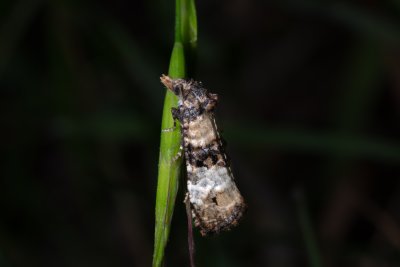 Phtheochroa pulvillana (-)