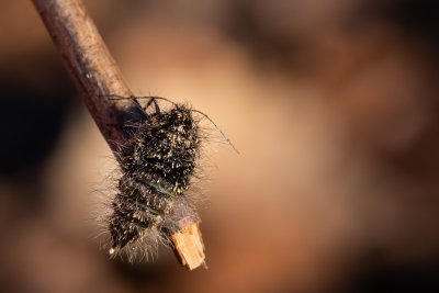 bezkřídlé samičky