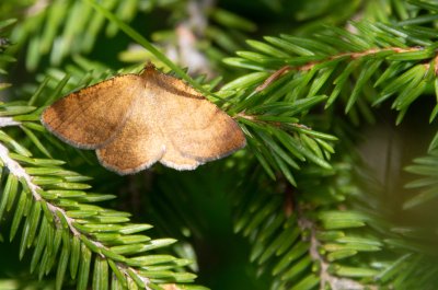 Macaria brunneata (kropenatec brusnicový)