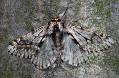 Lycia pomonaria (drsnokřídlec ovocný)