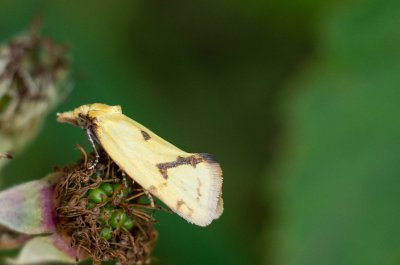 Agapeta hamana (obalečík žlutý)