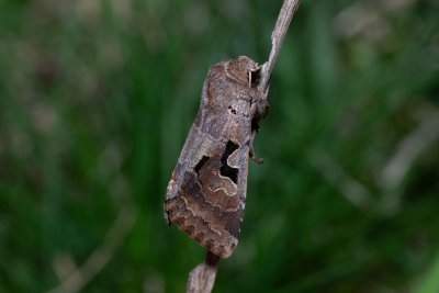 Orthosia gothica (jarnice ovocná)