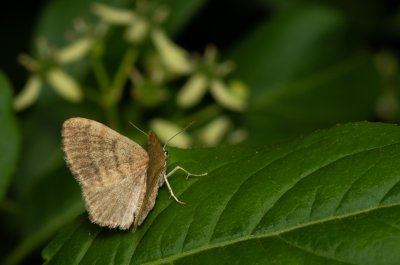 Euchoeca nebulata (šedokřídlec olšový)