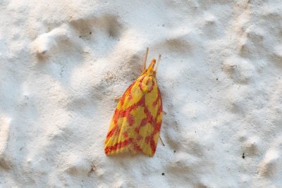 Hypercallia citrinalis (krásněnka žlutočervená)