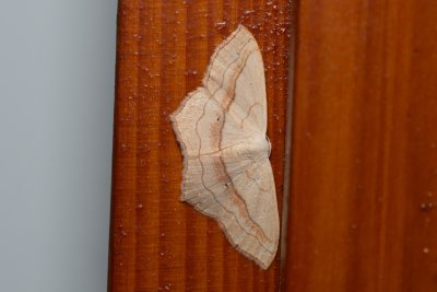 Scopula imitaria (-)