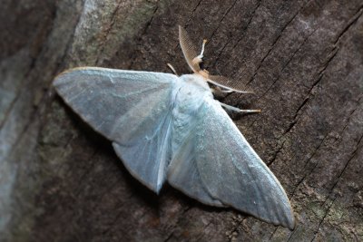 Arctornis sp.