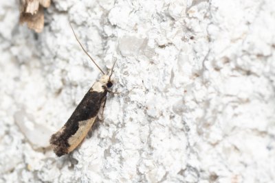 Monopis monachella (mol hnízdový)