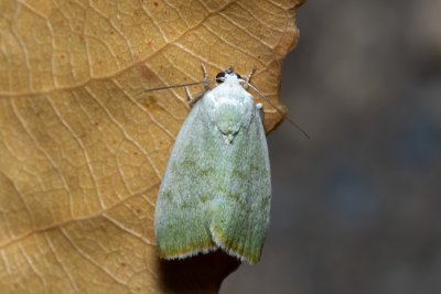 Earias vernana (zeleněnka lindová)