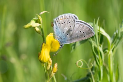 Polyommatus amandus (modrásek ušlechtilý)