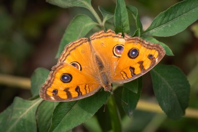Junonia almana (-)