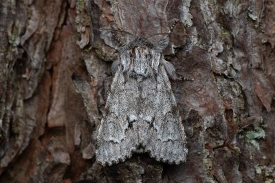 Acronicta menyanthidis (šípověnka vachtová)