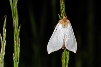 Hepialus humuli (hrotnokřídlec chmelový)