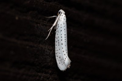 Yponomeuta evonymella (předivka zhoubná)