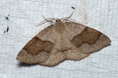 Plagodis pulveraria (kropenatec vrbový)