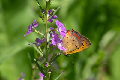 Lycaena ottomana (-), GR, Agios Georgios, Korfu