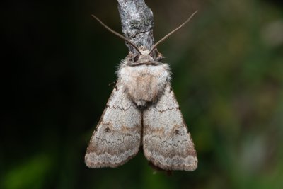 Agrotis cinerea (osenice popelavá)