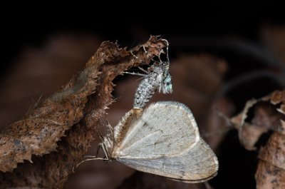 Operophtera brumata (píďalka podzimní), Stará dálnice, Brno