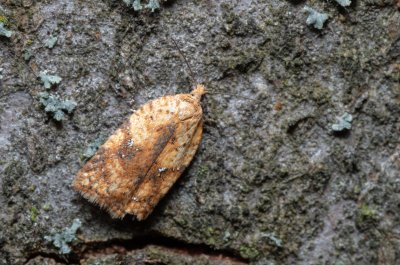 Acleris sp.