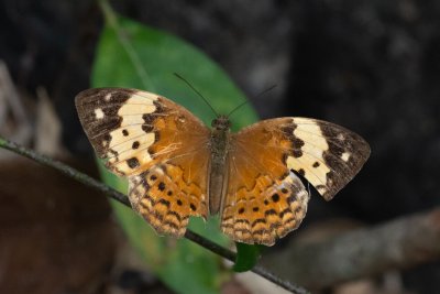 Cupha erymanthis (-)