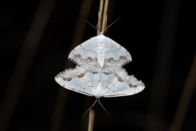 Scopula ornata (vlnopásník okrášlený)