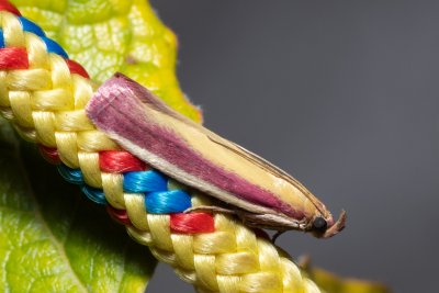 Oncocera semirubella (zavíječ červenožlutý)