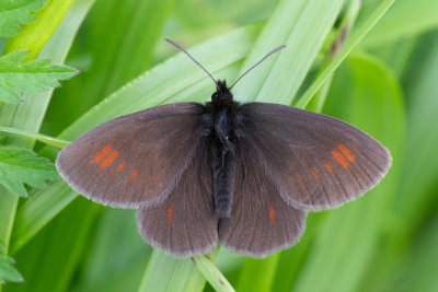 Erebia manto (okáč skvrnitý)
