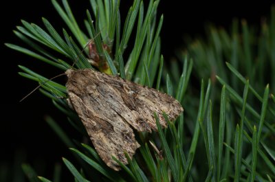 Apamea syriaca (šedavka syrská)