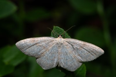 Scopula ternata (vlnopásník borůvkový)