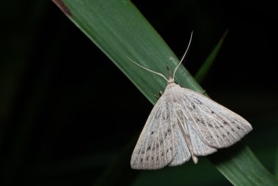 Macrochilo cribrumalis (žlutavka bahenní)